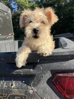 Zoey, a female Miniature Schnauzer for sale in Mount Vernon, IL – 1 of 10