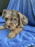 Red, a male Miniature Schnauzer for sale in Mount Vernon, IL – 3 of 4
