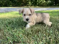 Zoey, a female Miniature Schnauzer for sale in Mount Vernon, IL – 5 of 9