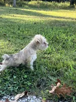 Zoey, a female Miniature Schnauzer for sale in Mount Vernon, IL – 4 of 10