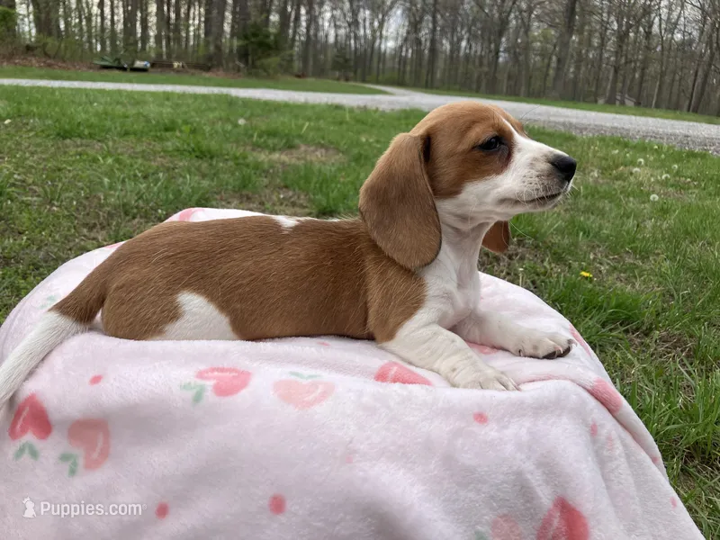 Misty – Miniature Dachshund puppy for sale in Mount Vernon, IL