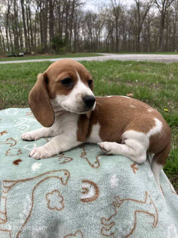 Misty – Miniature Dachshund puppy for sale in Mount Vernon, IL