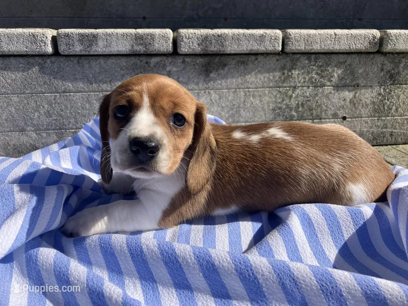 Misty – Miniature Dachshund puppy for sale in Mount Vernon, IL