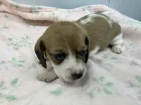 Misty, a female Miniature Dachshund for sale in Mount Vernon, IL – Photo 1 of 8