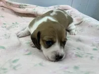 Misty, a female Miniature Dachshund for sale in Mount Vernon, IL – Photo 2 of 8