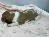 Misty, a female Miniature Dachshund for sale in Mount Vernon, IL – Photo 7 of 8