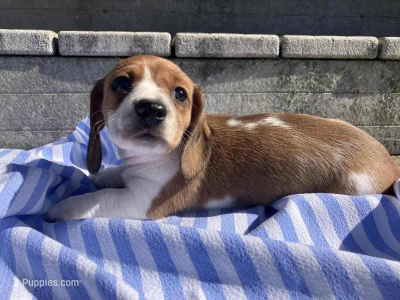 Misty – Miniature Dachshund puppy for sale in Mount Vernon, IL