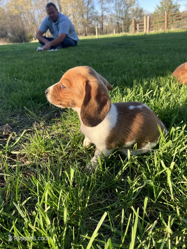 Misty – Miniature Dachshund puppy for sale in Mount Vernon, IL