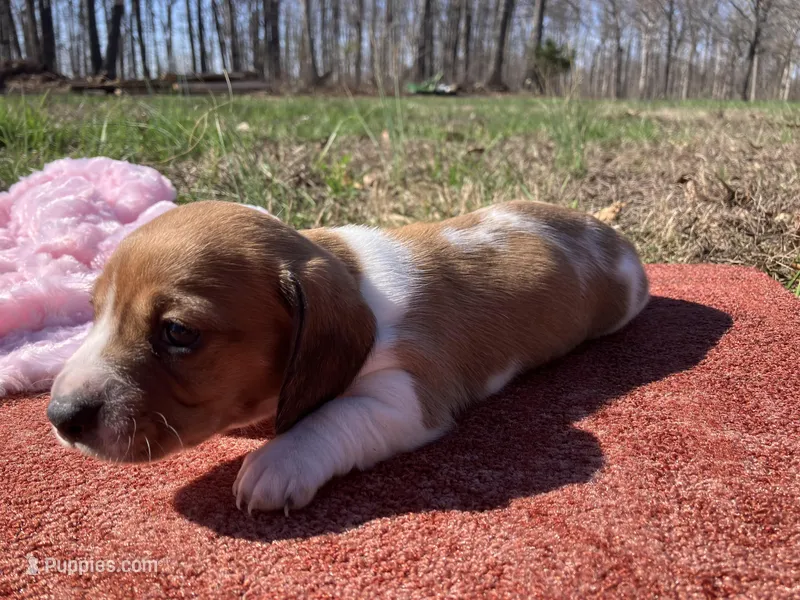 Misty – Miniature Dachshund puppy for sale in Mount Vernon, IL