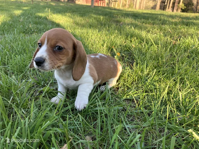 Misty – Miniature Dachshund puppy for sale in Mount Vernon, IL
