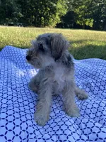Jack , a female Miniature Schnauzer for sale in Mount Vernon, IL – 6 of 9