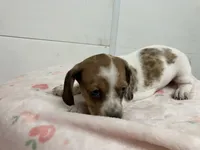 Zippy, a female Miniature Dachshund for sale in Mount Vernon, IL – 3 of 10