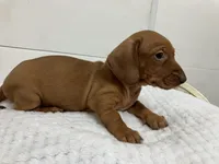 Red , a female Miniature Dachshund for sale in Mount Vernon, IL – 5 of 6