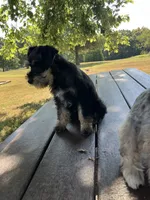 Susie, a female Miniature Schnauzer for sale in Mount Vernon, IL – 2 of 10