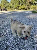 Zoey, a female Miniature Schnauzer for sale in Mount Vernon, IL – 9 of 10