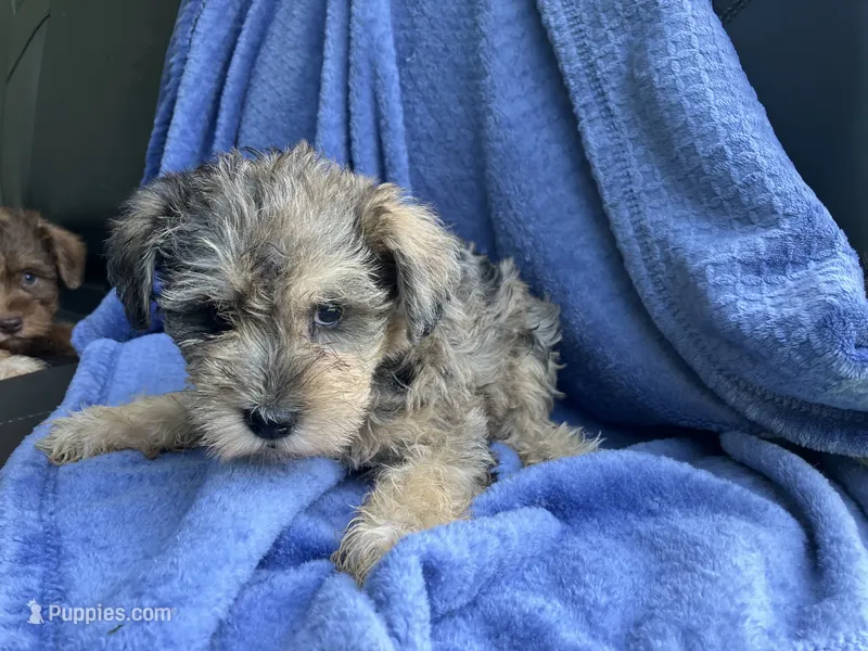 Jack – Miniature Schnauzer puppy for sale in Mount Vernon, IL