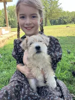 Zoey, a female Miniature Schnauzer for sale in Mount Vernon, IL – 8 of 9