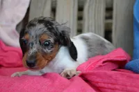 James, a male Miniature Dachshund for sale in Mount Vernon, IL – Photo 1 of 3