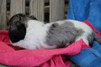 James, a male Miniature Dachshund for sale in Mount Vernon, IL – Photo 3 of 3