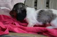 James, a male Miniature Dachshund for sale in Mount Vernon, IL – Photo 2 of 3