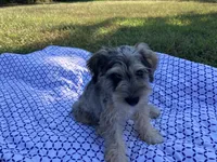 Jack , a female Miniature Schnauzer for sale in Mount Vernon, IL – 2 of 9