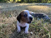 Zippy , a female Miniature Dachshund for sale in Mount Vernon, IL – 3 of 8
