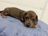 Franklin , a male Miniature Dachshund for sale in Mount Vernon, IL – 3 of 8