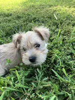 Zoey, a female Miniature Schnauzer for sale in Mount Vernon, IL – 9 of 9