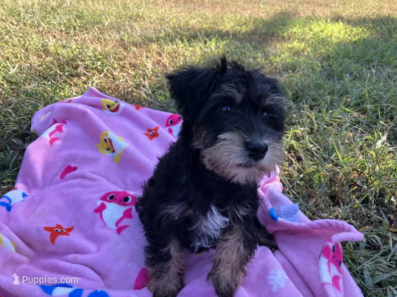 Susie  – Miniature Schnauzer puppy for sale in Mount Vernon, IL