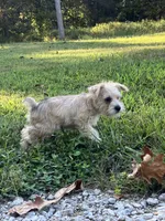 Zoey, a female Miniature Schnauzer for sale in Mount Vernon, IL – 7 of 10