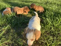 Red, a male Miniature Dachshund for sale in Mount Vernon, IL – Photo 6 of 8