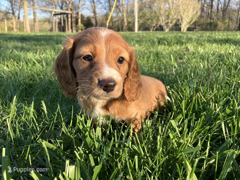 Red – Miniature Dachshund puppy for sale in Mount Vernon, IL