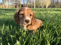 Red, a male Miniature Dachshund for sale in Mount Vernon, IL – Photo 1 of 8