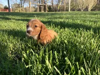 Red, a male Miniature Dachshund for sale in Mount Vernon, IL – Photo 4 of 8