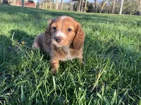 Red, a male Miniature Dachshund for sale in Mount Vernon, IL – Photo 3 of 8
