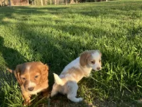 Red, a male Miniature Dachshund for sale in Mount Vernon, IL – Photo 8 of 8