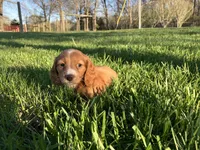 Red, a male Miniature Dachshund for sale in Mount Vernon, IL – Photo 5 of 8