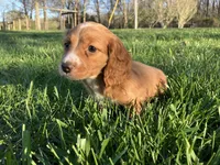 Red, a male Miniature Dachshund for sale in Mount Vernon, IL – Photo 2 of 8