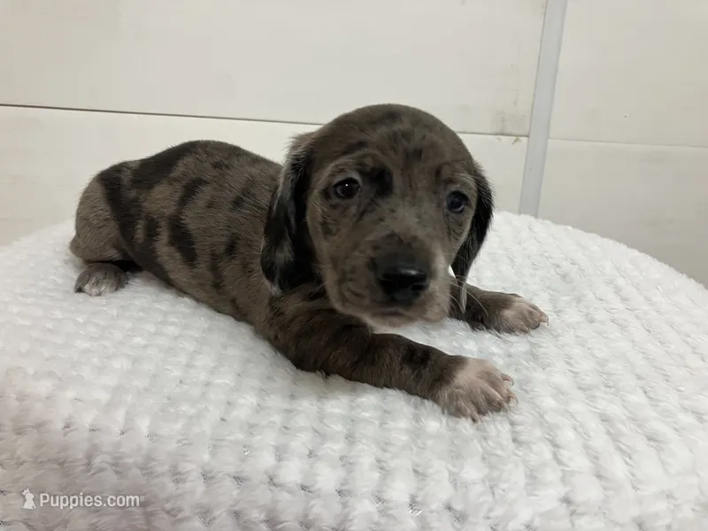 Ralph  – Miniature Dachshund puppy for sale in Mount Vernon, IL