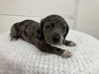 Ralph , a male Miniature Dachshund for sale in Mount Vernon, IL – 1 of 9