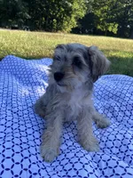 Jack , a female Miniature Schnauzer for sale in Mount Vernon, IL – 7 of 9