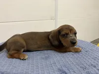 Franklin , a male Miniature Dachshund for sale in Mount Vernon, IL – 4 of 8