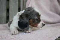 Hannah , a female Miniature Dachshund for sale in Mount Vernon, IL – Photo 3 of 3