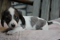 Hannah , a female Miniature Dachshund for sale in Mount Vernon, IL – Photo 1 of 3