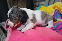 Hannah , a female Miniature Dachshund for sale in Mount Vernon, IL – Photo 2 of 3