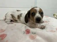 Zippy, a female Miniature Dachshund for sale in Mount Vernon, IL – 5 of 10