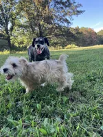 Zoey, a female Miniature Schnauzer for sale in Mount Vernon, IL – 6 of 10