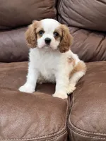 Lacy, a female Cavalier King Charles Spaniel for sale in Latham, MO – 2 of 7