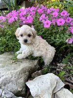 Abby, a female Maltipoo for sale in Latham, MO – 4 of 6