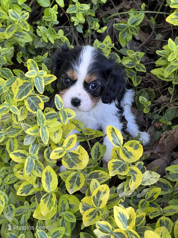 Amy – Cavalier King Charles Spaniel puppy for sale in Latham, MO